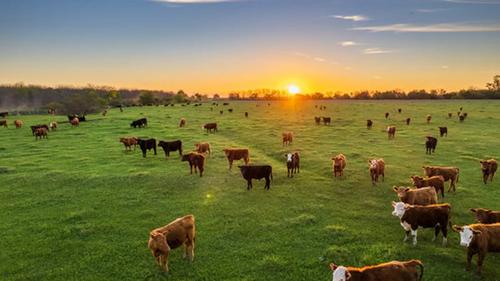 A herd of brown and white-faced cattle grazing on green pasture at sunset, with the sun low on a tree-lined horizon.